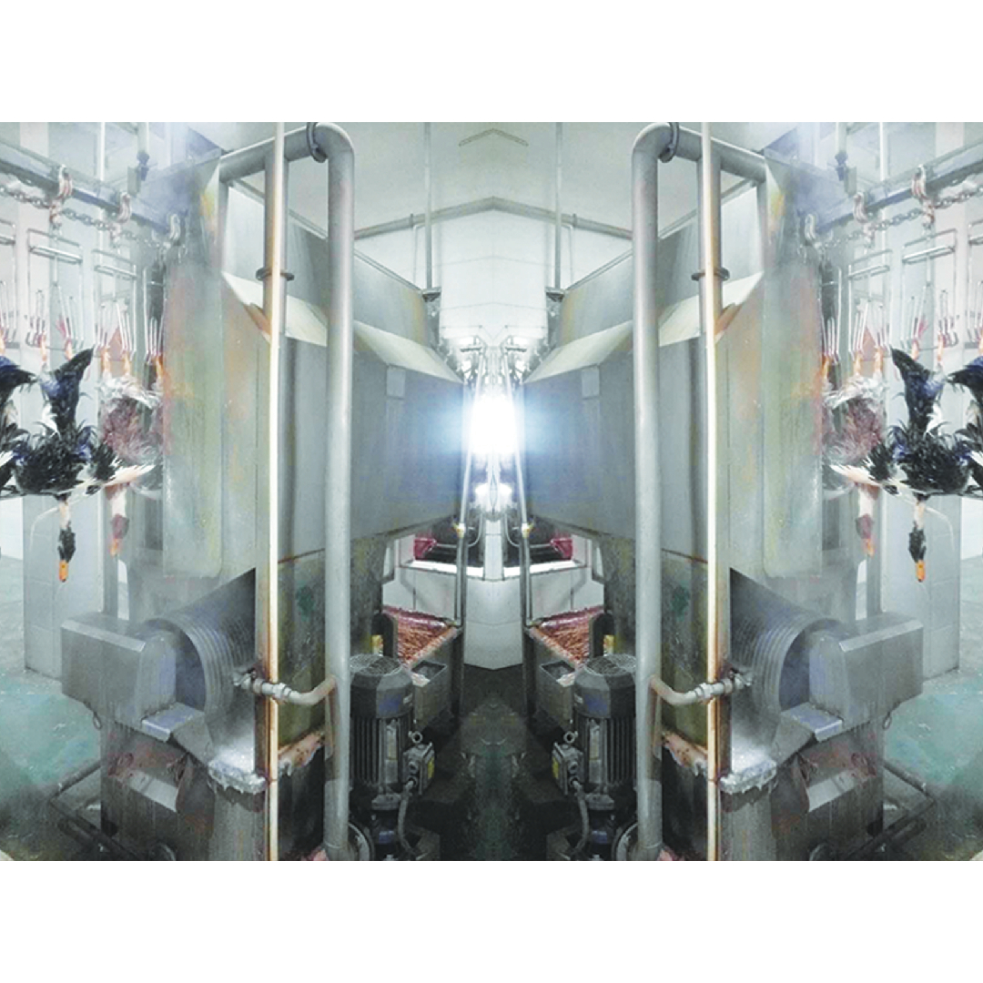 220V / 380V Poultry Slaughter Processing Machine For Chicken Duck Goose
