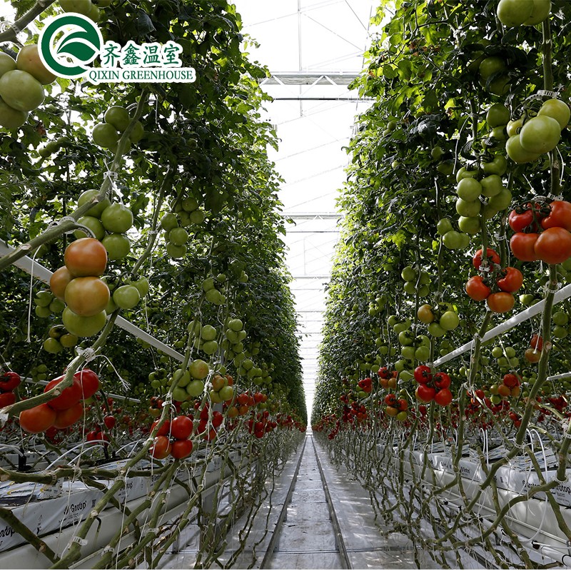 Hydroponic Supplies for Single-Span Greenhouses Cooling Irrigation Ventilation and More