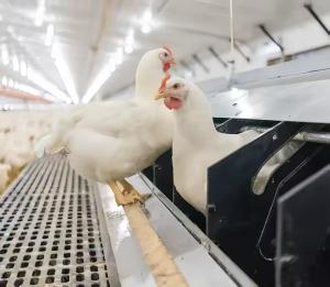 Quality Hot Dip Galvanized Steel Poultry Farming Cage Automatic Meat Broiler Battery Cages wholesale
