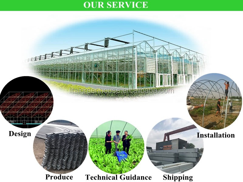 8.0m 10.0m Span Width Agriculture Greenhouse for Tomato and Vegetable