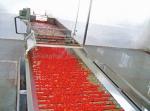 Vacuum Concentrate Tomato Paste Production Line With Brix 28%-30% / 30%-32% / 36