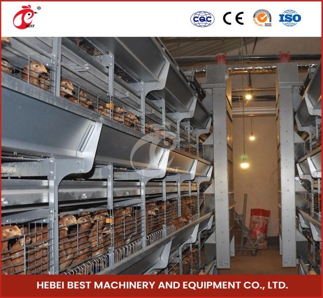 Day Old Layer Chick Brooding Cage Equipment 208 Birds Higher Survival Rate Ada