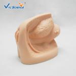 Plastic Advanced Medical Training Manikins Female Internal External Genital