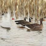 420g Floatable Snow Geese Decoy 3D Lifelike EVA Hunting Bait Anti Reflective