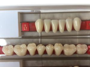 Quality Fake Resin Teeth Composite Resin Denture Teeth Top Hard 3 Layers wholesale