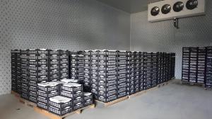 Quality Electric Defrosting Quick Freeze Cold Storage Cold Room With Bitzer / Copeland Compressor wholesale