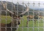 Hot Dipped Galvanzied Field Wire Fence / Fixed Knot Deer Fencing