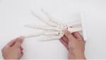 Human Life Size 3d Hand Skeleton Mode Flexible For Medical Demonstration
