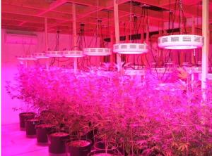 Quality New 75x3w cidly UFO Growing Lights for Greenhouse/herb Plants/Fruits wholesale