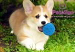 OEM food leakage Soft Rubber Ball for Small Animals