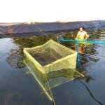 HDPE Black Fish Farm Pond Liner Plastic Geomembrane for Fish Pond Industrial