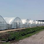 Seedling Cultivation Juxiang Hydroponic Farm Film Greenhouse with Customized