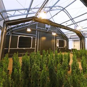 Quality Pc Sheet Cannabis Blackout Light Deprivation Greenhouse Agriculture Plants Growing wholesale