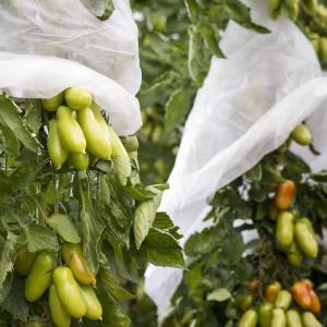 Quality 250GSM Fabric Fruit Protection Bags wholesale