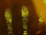 C021 Acid fluorescencent yellow spray