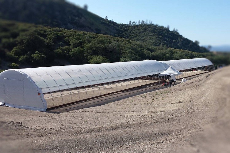 Single Span PE Film Greenhouse TUV Low Cost Poly Tunnel Greenhouse