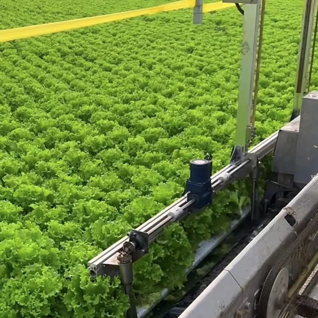 Cost-Effective Multi-Span Film Greenhouse for Cultivation