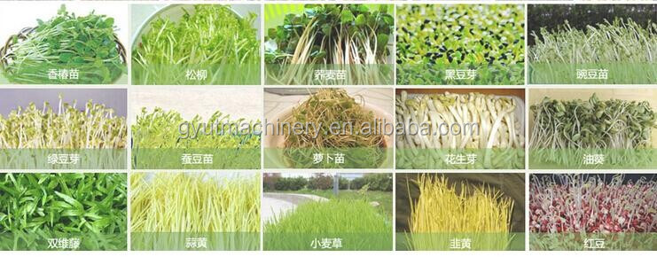 Compact Container Type Hydroponic Barley Fodder Growing Room for Optimal Sprout Box Size