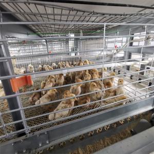 Quality Hot Dip Galvanized Poultry Cages For Chicken Farms Baby Chickens wholesale