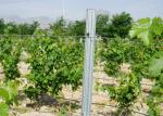 Vineyard Accessories Metal Trellis Posts Easy Installation Anti Corrosive