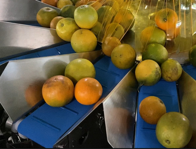 SUS304 Fruit Multihead Weigher Custom Feeding Belt For Avoiding Damaged