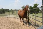 5ftx12ft Galvanized Corral Fence Metal Cattle Farm Yard Fence