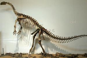 Quality Vivid Complete Dinosaur Skeleton Bones For Science And Technology Museum wholesale