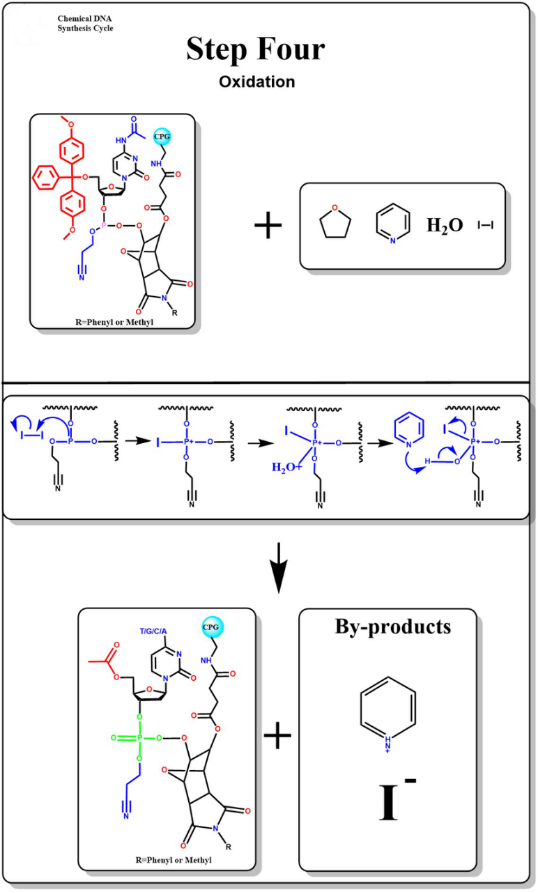 Single-channel Oligo Synthesis Platform Manufacture DNA And RNA In 6-8 Minutes