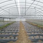 Multi Span Frame Plastic Film Greenhouse For Vegetable Agricultural Animal