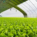 Lettuce Planting Hydroponic Farming Greenhouse Food Grade PVC NFT System
