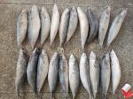 BRC Certified IQF BQF Fresh Pacific Mackerel Fish
