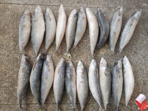 Quality 3ppm Below Histamine IQF BQF Frozen Mackerel Fish wholesale