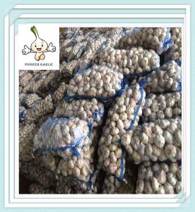 Quality lowest price newest wholesale natural garlic garlic export price wholesale
