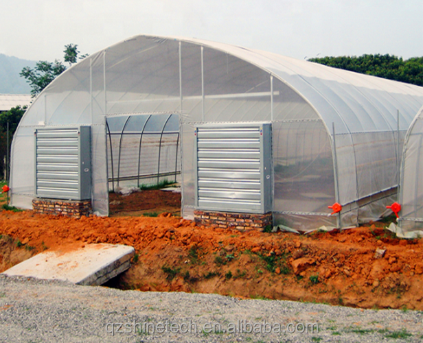 6m-10m Width Single Layer High Strength Poly Tunnel Greenhouse For Tomato Production