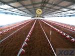 steel layer chicken house
