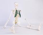 Hospital Education 85cm Life Size Skeleton Anatomy Model With Ligaments