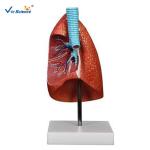 Medical Science Teaching Aids Pvc Human Lungs Model