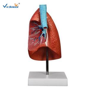 Quality Medical Science Teaching Aids Pvc Human Lungs Model wholesale