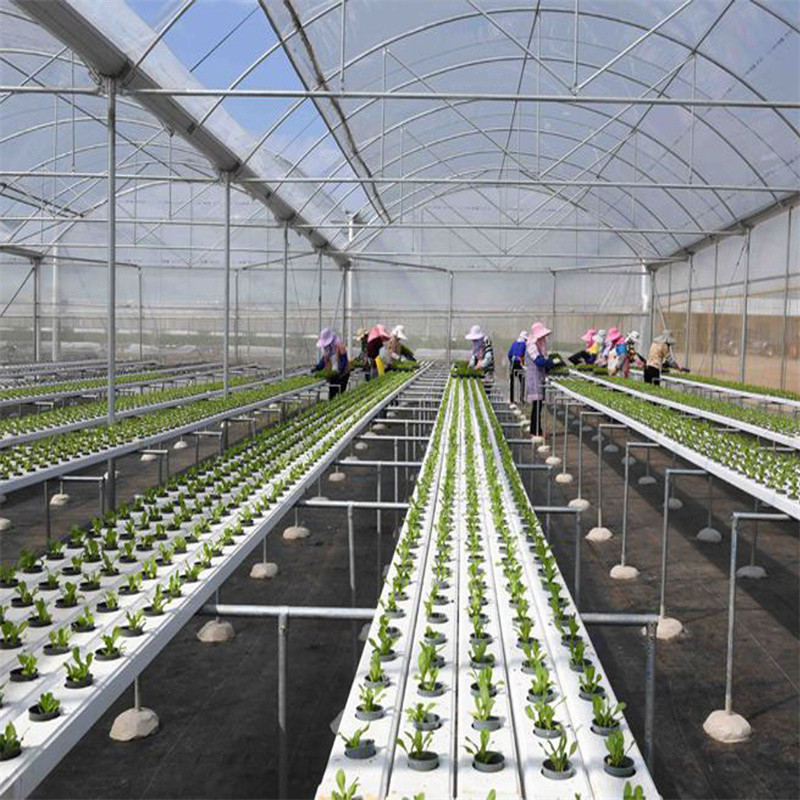 Prefabricated Tomatoes Tunnel Plastic Greenhouse / Film Multi Span Greenhouse