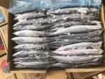 BRC Certified 3# BQF Sea Frozen Pacific Saury Fish