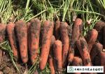 Japan Standard Fresh Organic Carrots Own Plantation Supply To Supermarket
