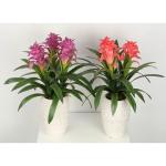 Multicolour Guzmania Flexible Glue Artificial Bonsai Tree 44 CM 56 CM