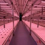 LED Light Indoor Hydroponic Farm Container with Climate Control