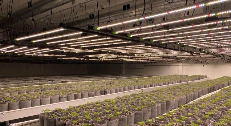 2.7umol/J 3000K Led Veg Light For Indoor Plant