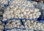 CHINESE GARLIC ARE EXPORTED TO DOMINICAN MARKET