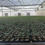 Cheap Custom Arch Green House Plastic Film Multi Span Agriculture Greenhouse For