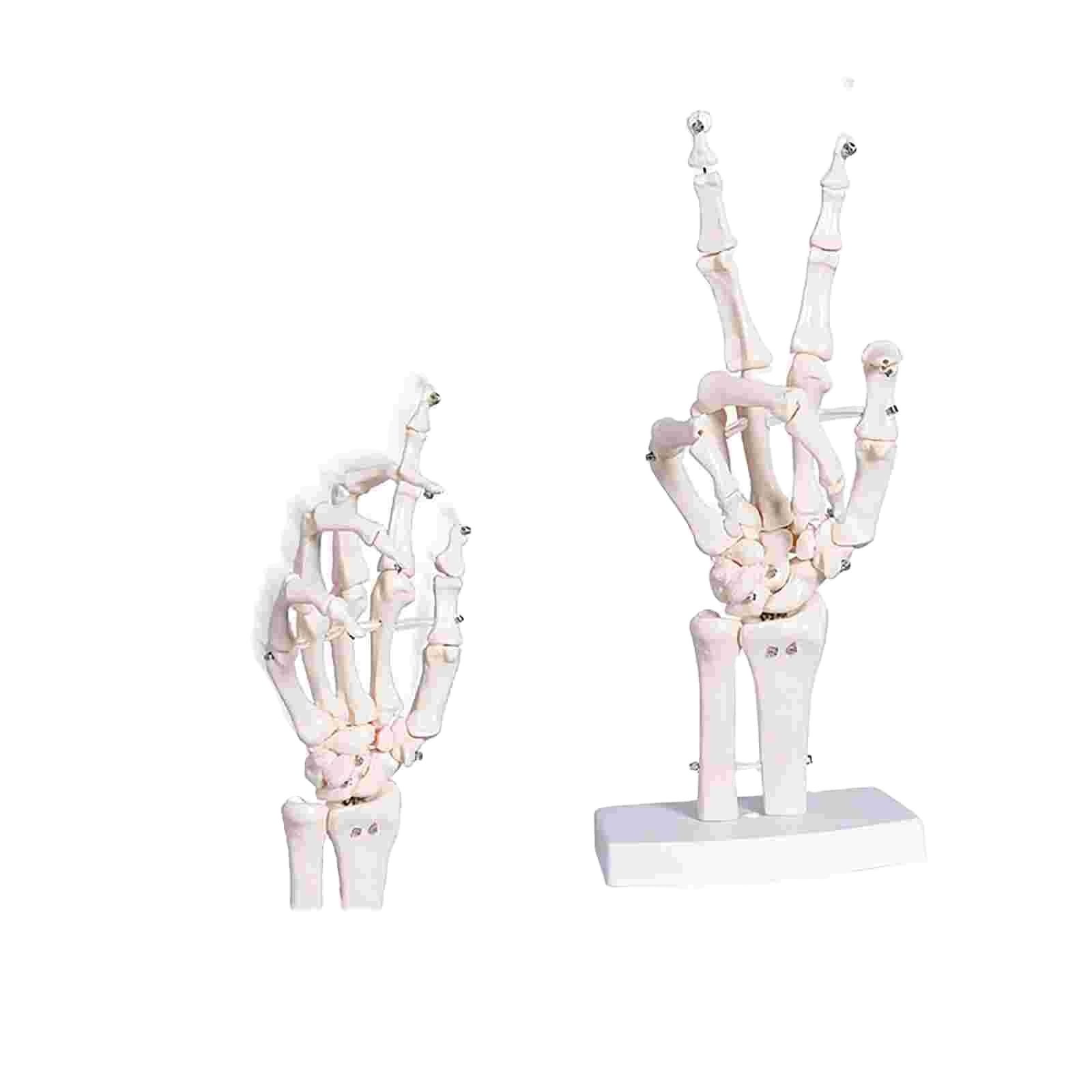 Human Life Size Finger Bone Flexible for Medical Demonstration Study Education with Base Skeleton Hand Joint Model