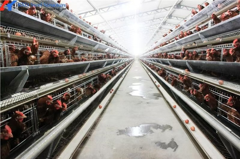 Modern Poultry Farm Chicken Farm Steel Structure Building Light Steel Structure Poultry House