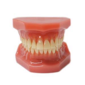 Quality 1:1 Adult Teeth Models For Training Dental Student Practice Standard Orthodontic Model wholesale