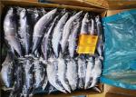 90g 100g Whole Round Seafrozen BQF Pacific Saury Fish